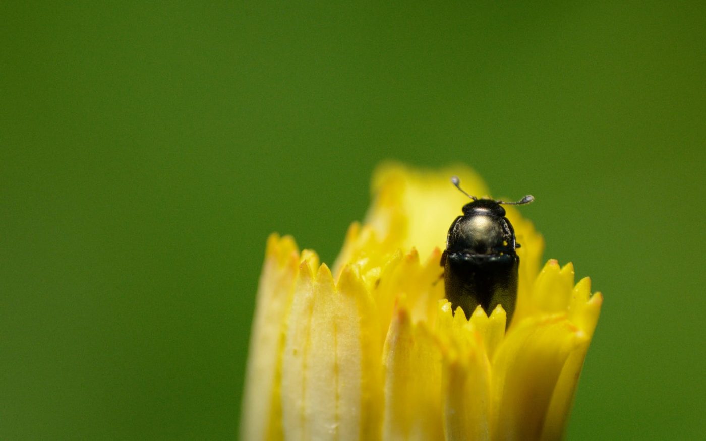 Pollen beetle, Brassicogethes aeneus